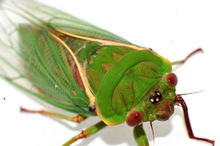 green grocer cicada bio-indicator