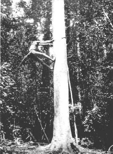 Ngadjon tree-climber