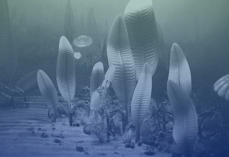 Cambrian ediacara fauna
