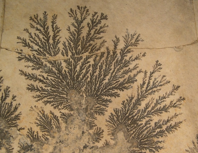 manganese crystals on a surface plane of limestone look a lot like a fern but are just a mineral crystal