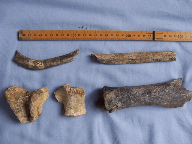 fossil bones with porous textures