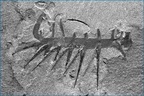 cambrian fossil