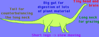 basic sauropod