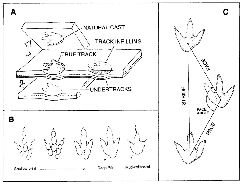 ways tracks are made