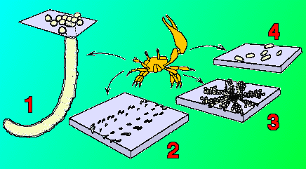 crab traces