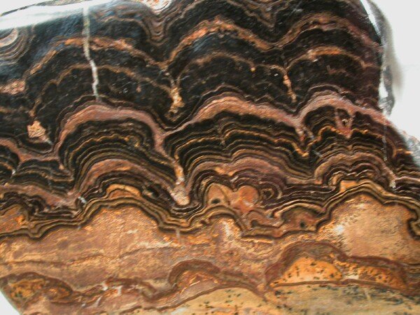 ancient stromatolites