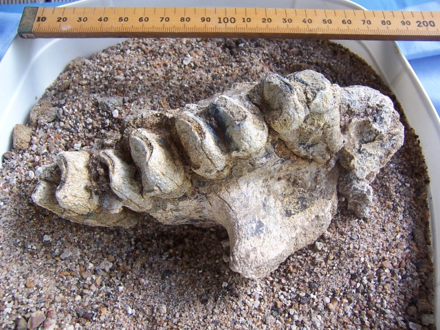 Australian megafauna teeth 4.2myo