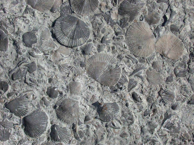 brachiopod shells in limestone