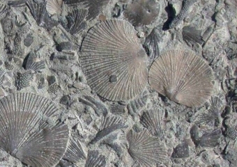 limestone with fossils