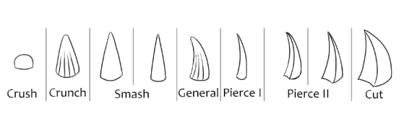 shape of tooth indicates it's use